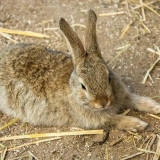 Hemoragijska bolest kunića